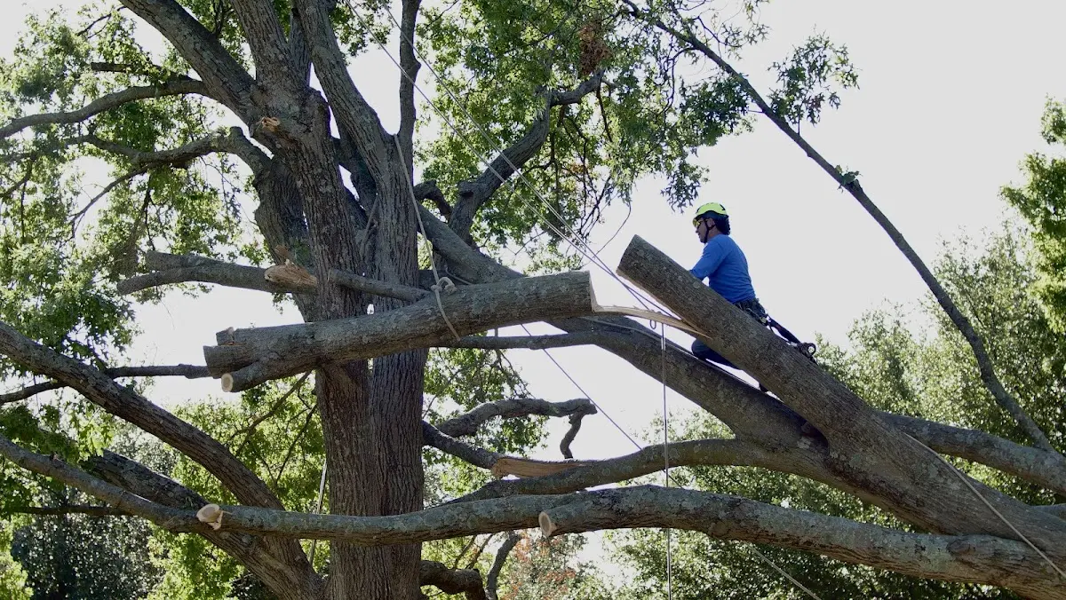 Professional Crown Thinning performed by certified arborists in New Canton